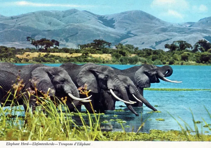 Framed Print : Africa - Herd of African Elephants Framed Print : Africa - Herd of African Elephants