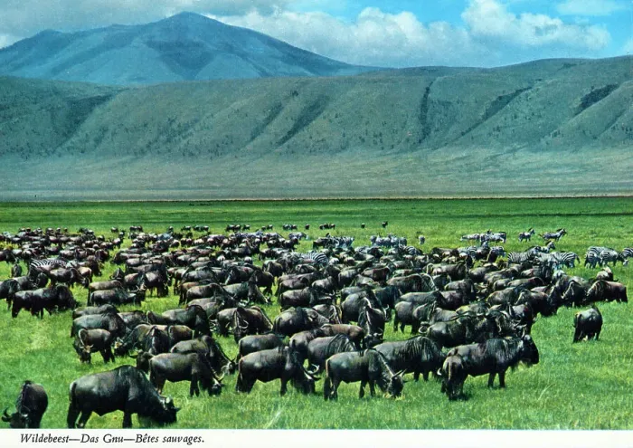 Framed Print : Africa - Herd of Blue Wildebeest (Connochaetes taurinus) Framed Print : Africa - Herd of Blue Wildebeest (Connochaetes taurinus)