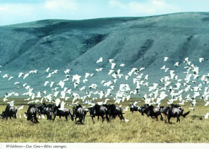 Framed Print : Africa - Herd of Blue Wildebeest and flock of Cattle Egrets Framed Print : Africa - Herd of Blue Wildebeest and flock of Cattle Egrets