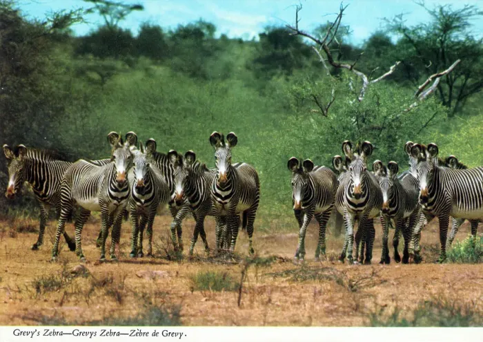 Framed Print : Africa - Herd of Grevy's Zebra Framed Print : Africa - Herd of Grevy's Zebra