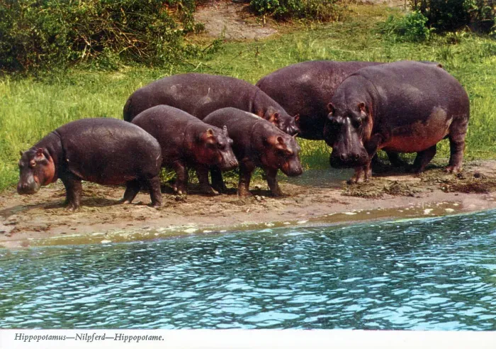 Framed Print : Africa - Hippopotamus group Framed Print : Africa - Hippopotamus group