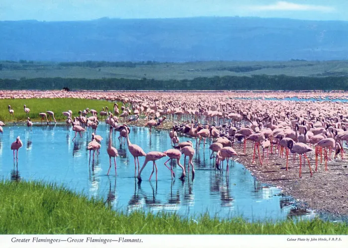Framed Print : Africa - Huge flock (or flamboyance') of Greater Flamingos Framed Print : Africa - Huge flock (or flamboyance') of Greater Flamingos