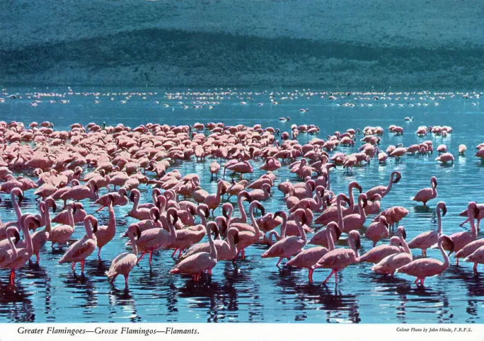 Framed Print : Africa - Huge flock (or flamboyance') of Greater Flamingos Framed Print : Africa - Huge flock (or flamboyance') of Greater Flamingos