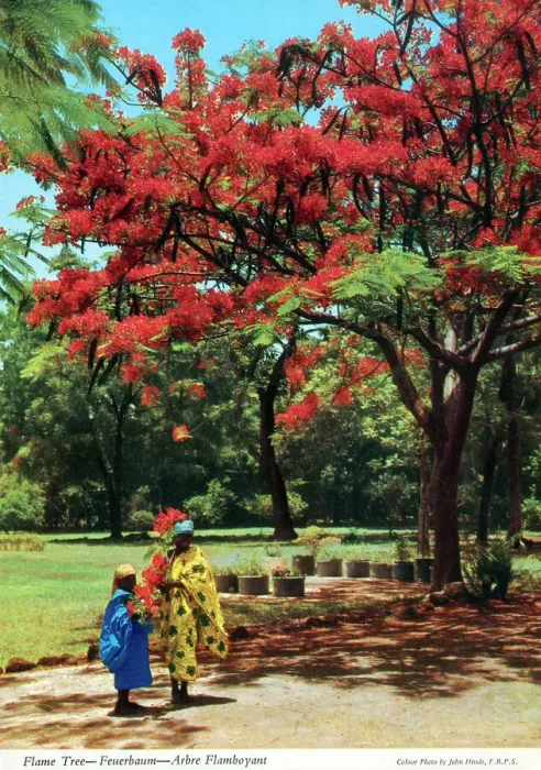 Framed Print : Africa - Illawarra flame tree (Brachychiton acerifolius) Framed Print : Africa - Illawarra flame tree (Brachychiton acerifolius)