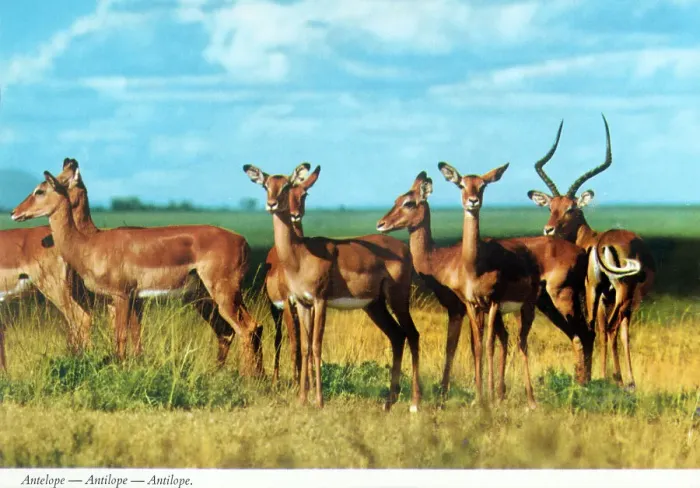 Framed Print : Africa - Impala herd (Aepyceros melampus) Framed Print : Africa - Impala herd (Aepyceros melampus)