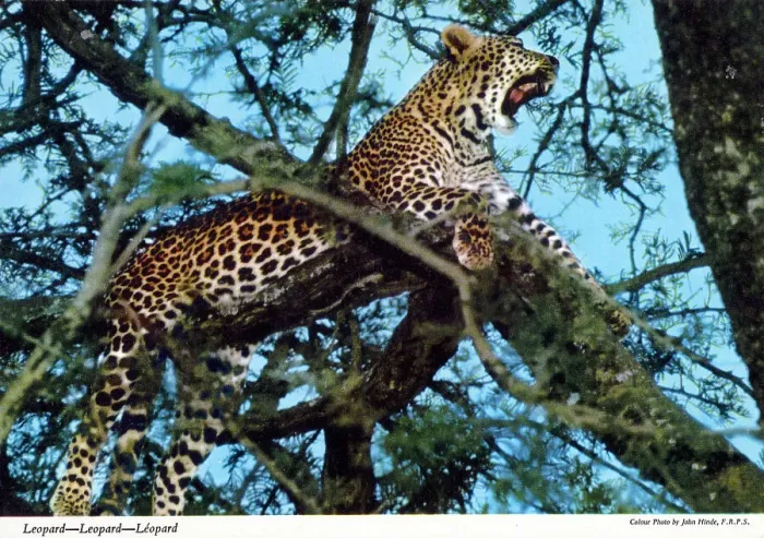 Framed Print : Africa - Leopard Framed Print : Africa - Leopard