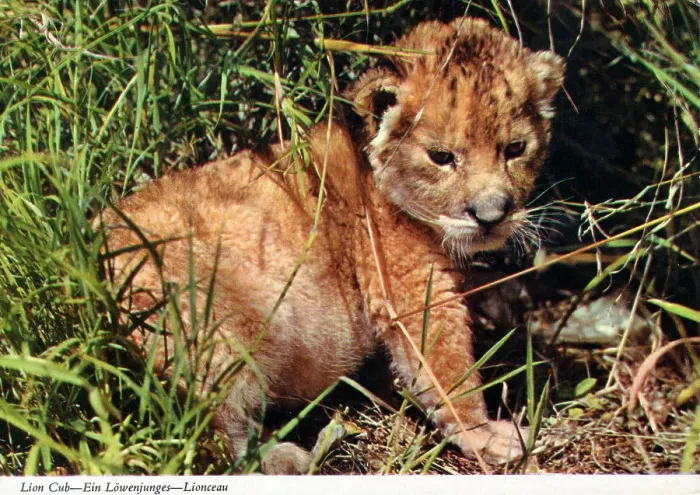 Framed Print : Africa - Lion cub Framed Print : Africa - Lion cub