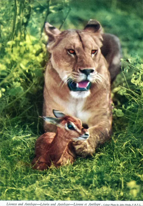 Framed Print : Africa - Lioness with a young antelope Framed Print : Africa - Lioness with a young antelope