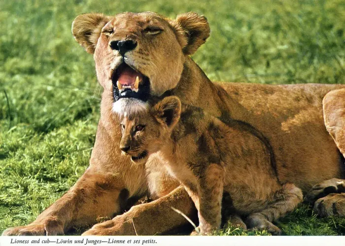 Framed Print : Africa - Lioness with a young lion cub Framed Print : Africa - Lioness with a young lion cub