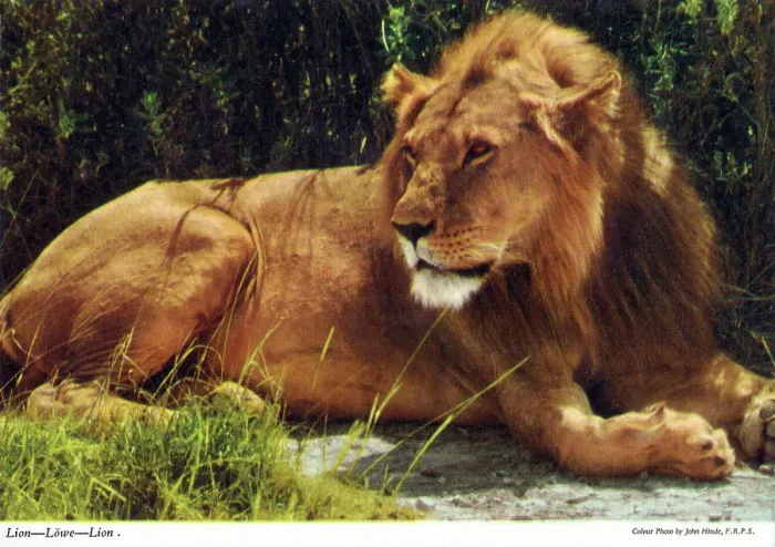Framed Print : Africa - Male African Lion Framed Print : Africa - Male African Lion
