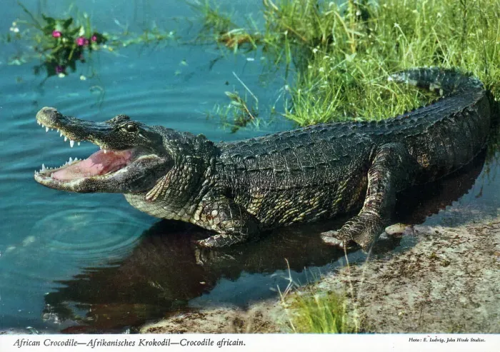 Framed Print : Africa - Nile crocodile (Crocodylus niloticus) Framed Print : Africa - Nile crocodile (Crocodylus niloticus)