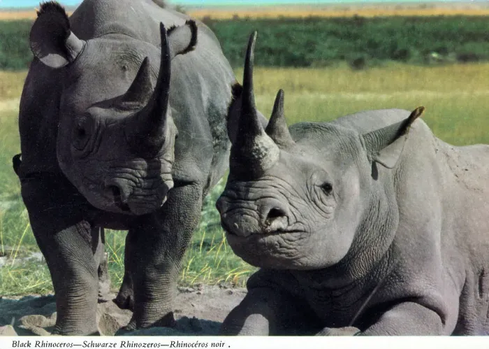 Framed Print : Africa - A pair of Black Rhinoceros (Diceros bicornis) Framed Print : Africa - A pair of Black Rhinoceros (Diceros bicornis)