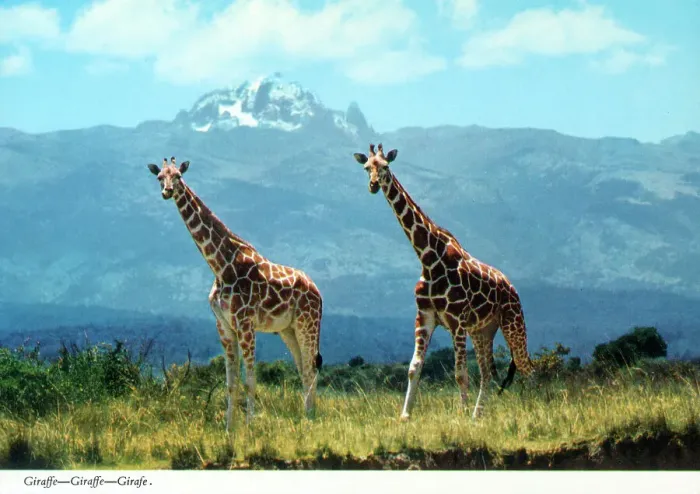Framed Print : Africa - A pair of Reticulated Giraffes Framed Print : Africa - A pair of Reticulated Giraffes