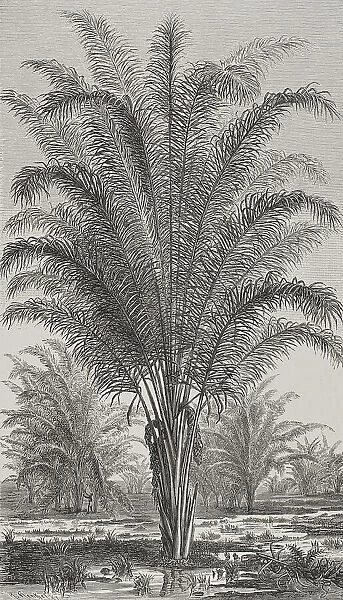 Africa. Palm tree (Raphia vinifera)