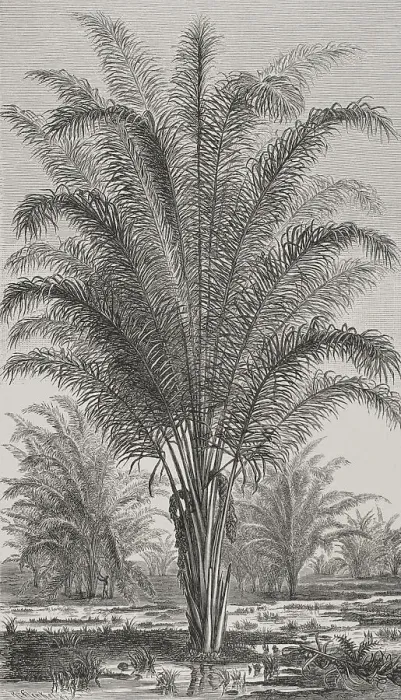 Framed Print : Africa. Palm tree (Raphia vinifera) Framed Print : Africa. Palm tree (Raphia vinifera)