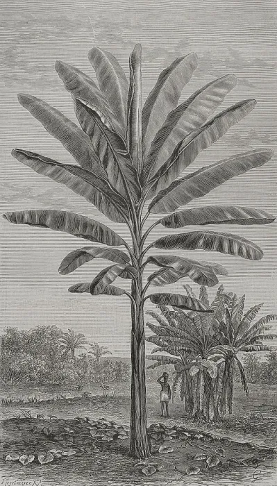 Framed Print : Africa. The perfect Banana (Musa paradisiaca) Framed Print : Africa. The perfect Banana (Musa paradisiaca)