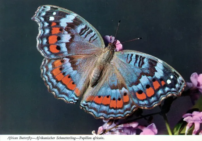 Framed Print : Africa - Precis octavia, the gaudy commodore butterfly Framed Print : Africa - Precis octavia, the gaudy commodore butterfly