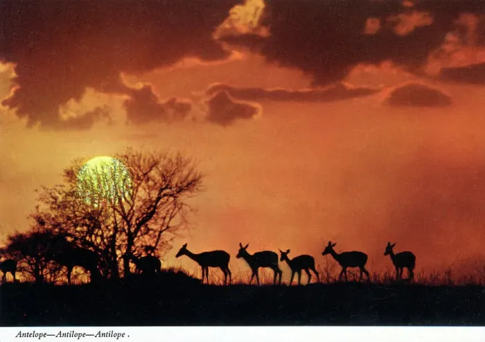 Framed Print : Africa - Silhouettes of a herd of Antelope - evening light Framed Print : Africa - Silhouettes of a herd of Antelope - evening light