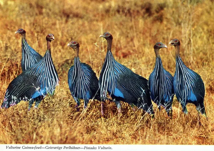 Framed Print : Africa - Vulturine Guinea Fowl Framed Print : Africa - Vulturine Guinea Fowl