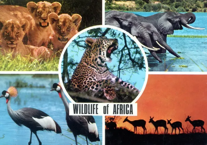 Framed Print : Africa - Wildlife of Africa Framed Print : Africa - Wildlife of Africa