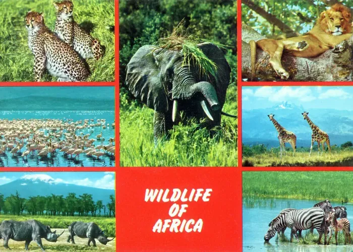 Framed Print : Africa - Wildlife of Africa Framed Print : Africa - Wildlife of Africa