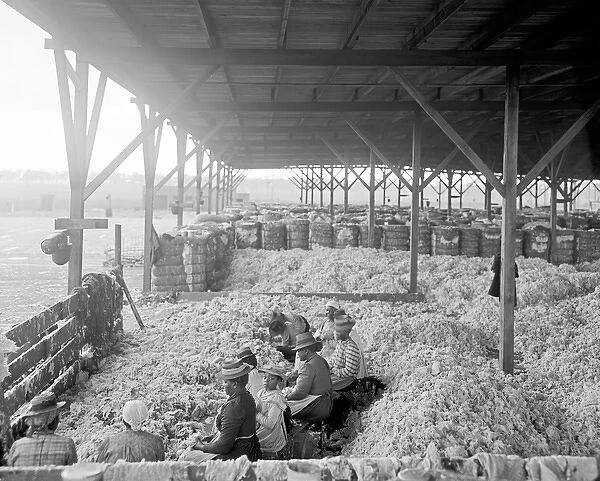 African-American women and children sorting cotton