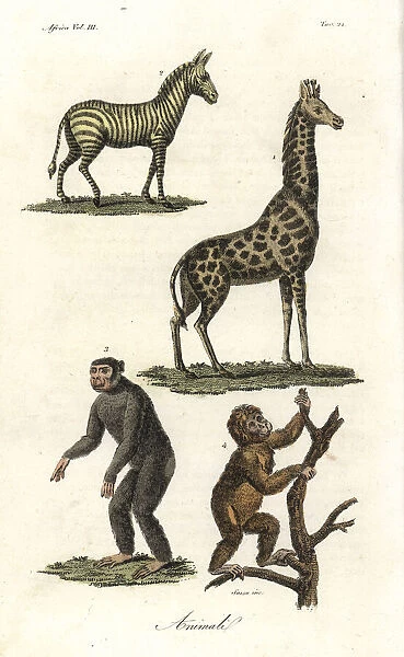 African animals: zebra, giraffe, chimpanzee
