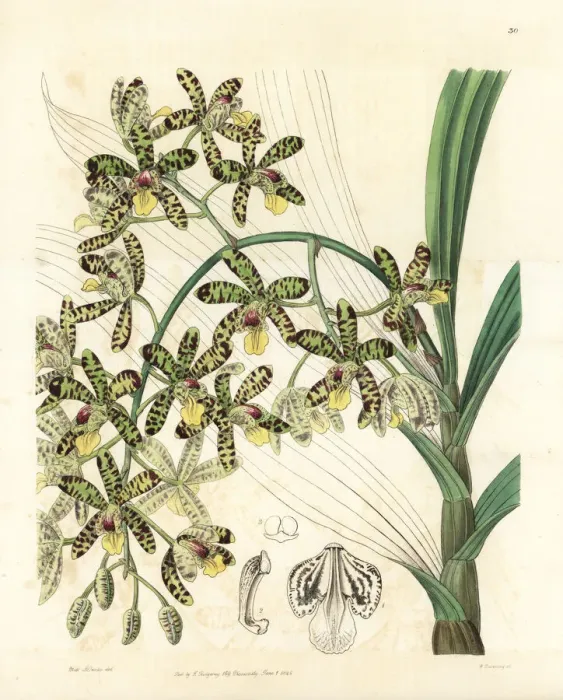 Framed Print : African ansellia or leopard orchid, Ansellia africana Framed Print : African ansellia or leopard orchid, Ansellia africana