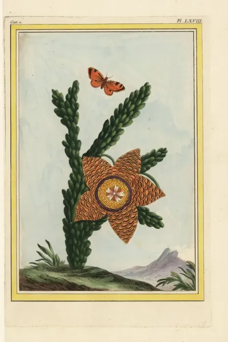 Framed Print : African asclepias, Stapelia gigantea? Framed Print : African asclepias, Stapelia gigantea?