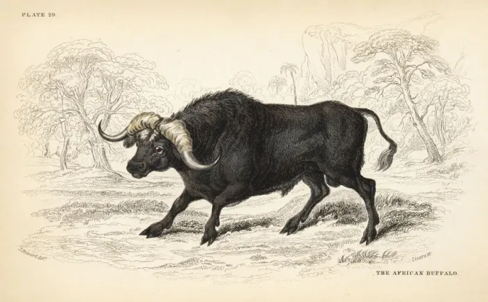 Framed Print : African buffalo or Cape buffalo, Syncerus caffer Framed Print : African buffalo or Cape buffalo, Syncerus caffer
