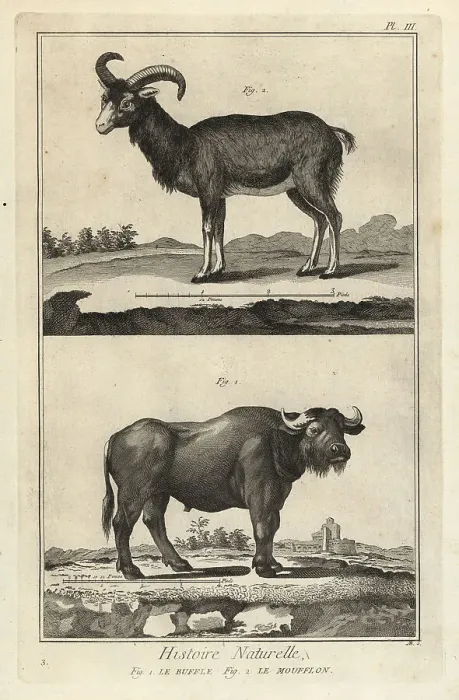 Framed Print : African buffalo and mouflon Framed Print : African buffalo and mouflon