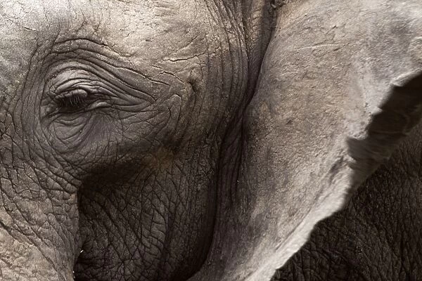 African Bush  /  African Savanna Elephant