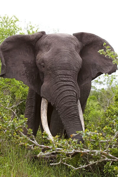 African Bush  /  African Savanna Elephant - in the bush