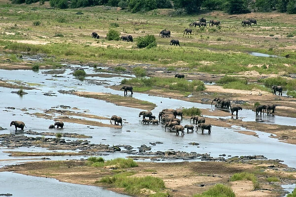 African Bush  /  African Savanna Elephant - group