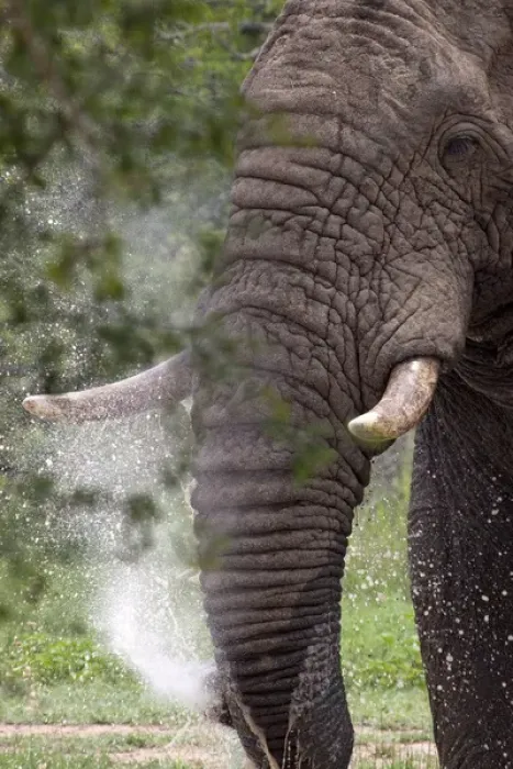 Framed Print : African Bush / African Savanna Elephant - spraying Framed Print : African Bush / African Savanna Elephant - spraying