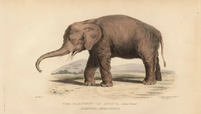 Framed Print : African bush elephant, adult female, Loxodonta africana Framed Print : African bush elephant, adult female, Loxodonta africana