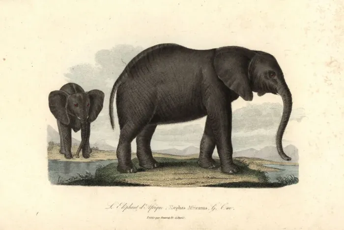 Framed Print : African bush elephant, Loxodonta africana Framed Print : African bush elephant, Loxodonta africana