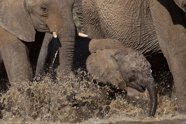 African Bush  /  Savanna Elephant - baby elephant