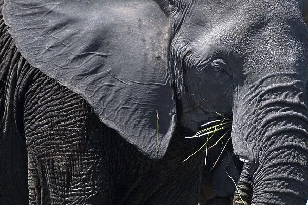 African Bush  /  Savanna Elephant - bull eating grass