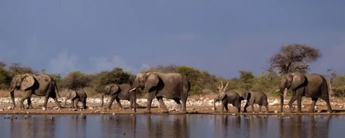 Framed Print : African Bush / Savanna Elephant - group at Klein Framed Print : African Bush / Savanna Elephant - group at Klein