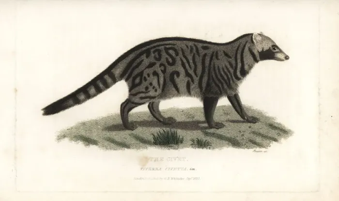 Framed Print : African civet, Civettictis civetta Framed Print : African civet, Civettictis civetta