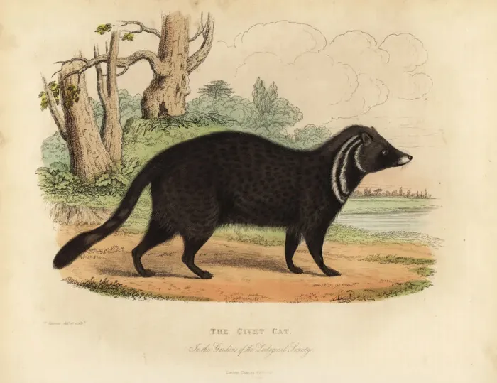 Framed Print : African civet, Civettictis civetta Framed Print : African civet, Civettictis civetta