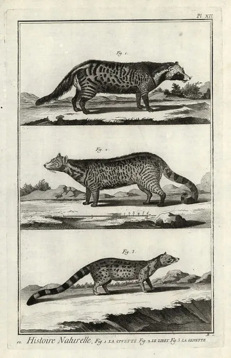 Framed Print : African civet, large Indian civet and genet Framed Print : African civet, large Indian civet and genet