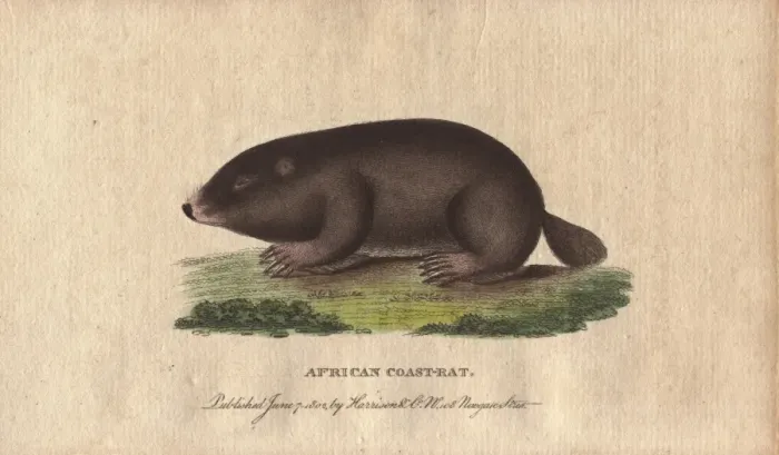 Framed Print : African coast rat or Cape mole rat, Georychus capensis Framed Print : African coast rat or Cape mole rat, Georychus capensis