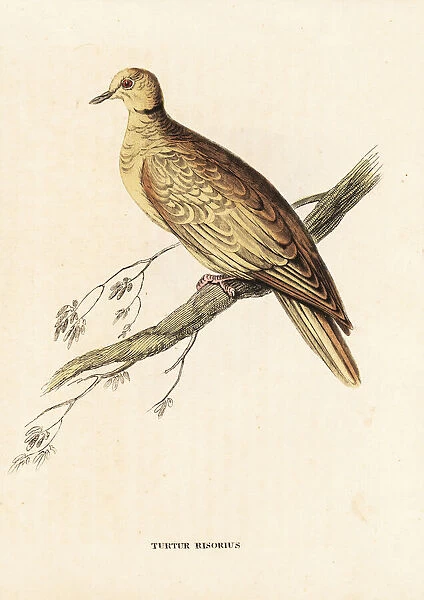 African collared-dove (ringed), Streptopelia