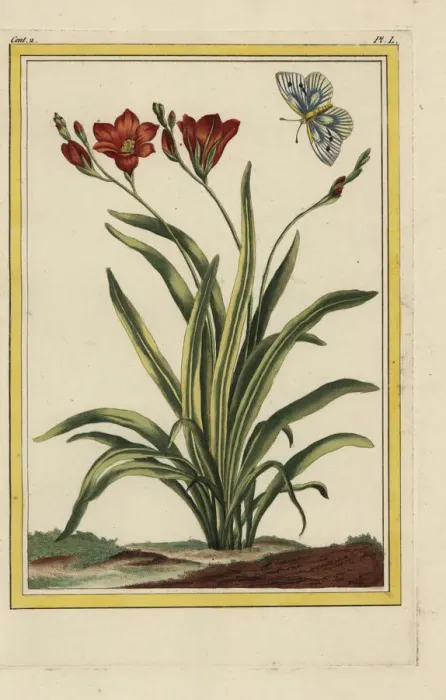 Framed Print : African corn lily, Tritonia crocata Framed Print : African corn lily, Tritonia crocata