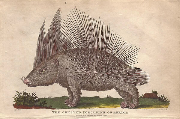 African crested porcupine, Atherurus africanus
