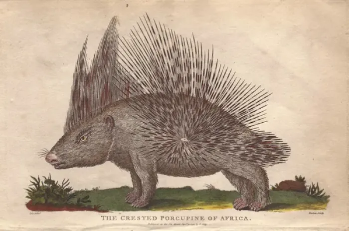 Framed Print : African crested porcupine, Atherurus africanus Framed Print : African crested porcupine, Atherurus africanus