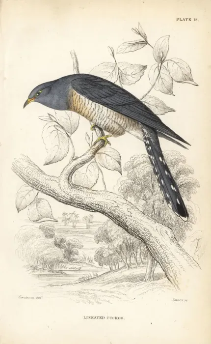 Framed Print : African cuckoo, Cuculus gularis Framed Print : African cuckoo, Cuculus gularis