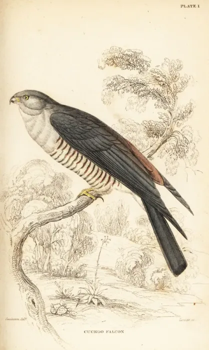 Framed Print : African cuckoo-hawk, Aviceda cuculoides Framed Print : African cuckoo-hawk, Aviceda cuculoides